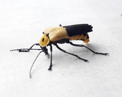 Chauliognathus heros