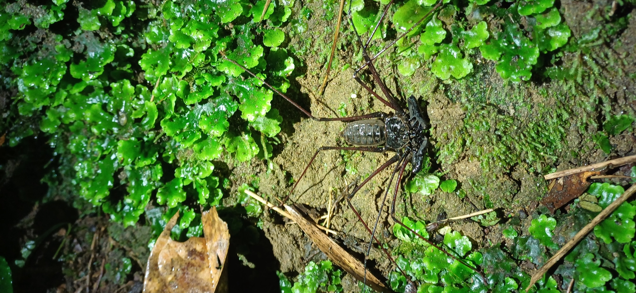 Heterophrynus batesii (Butler, 1873)