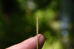 Carex gracilescens