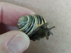 Cepaea nemoralis