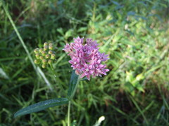 Asclepias rubra