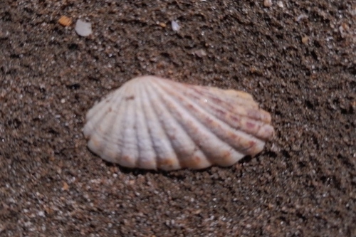 Carditamera radiata