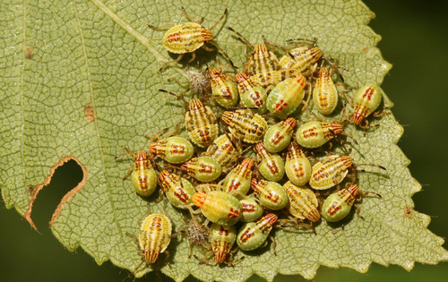 Parent Bug