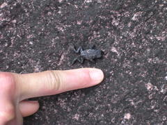 Oreophrynella quelchii