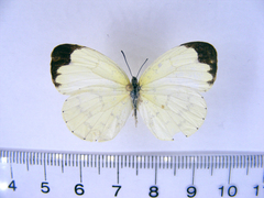 Eurema hapale