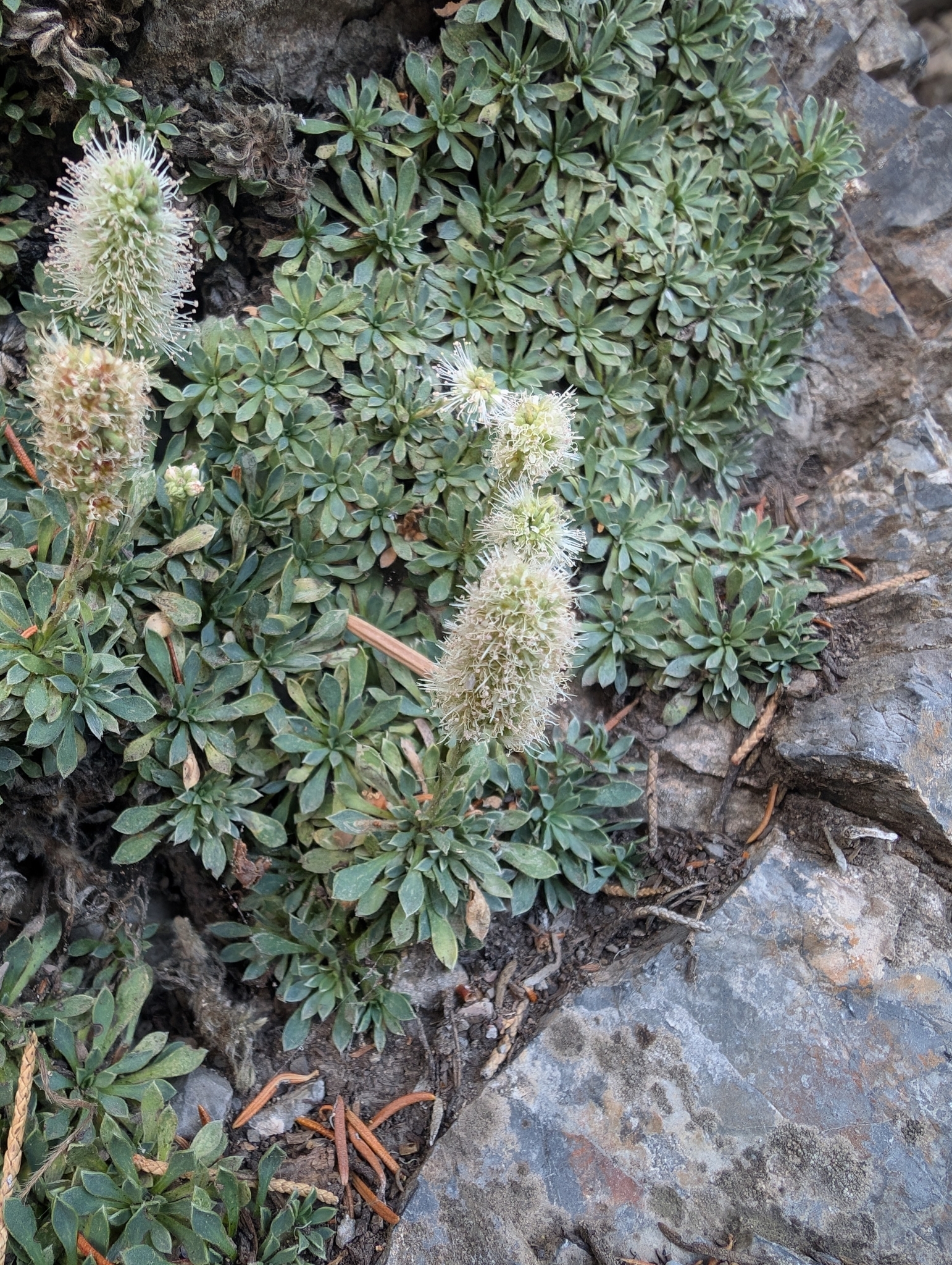 Petrophytum caespitosum