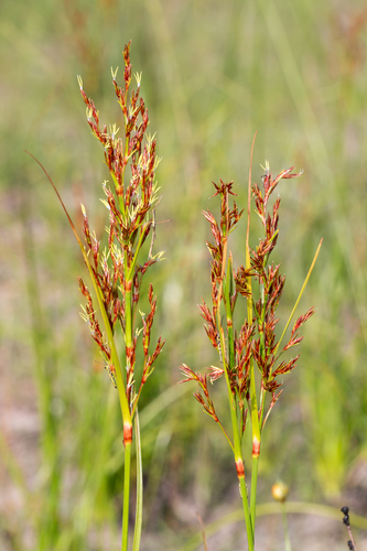 Anthelepis undulata observed 2024-01-07