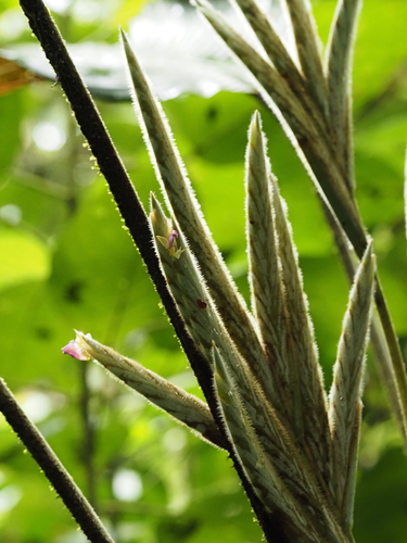 Pleiostachya