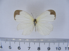 Eurema hapale