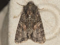 Oligia tusa