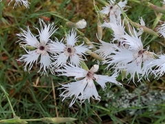 Dianthus arenarius