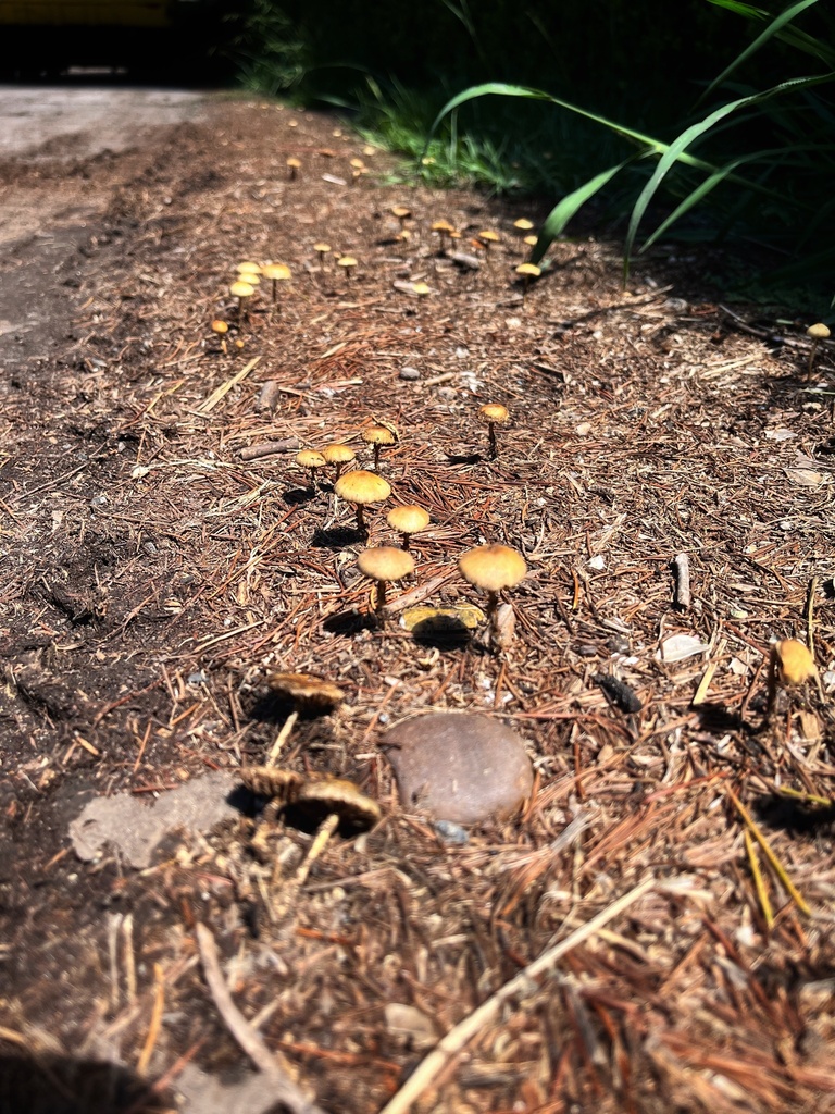 Agrocybe pediades · March 2022 · photo: © vymogni (iNaturalist, cc-by)