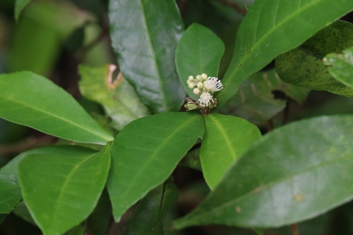 Croton hancei, photograph 2