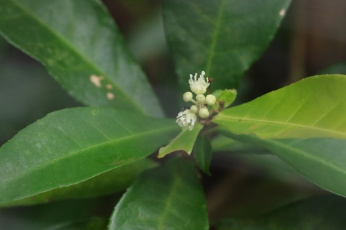 Croton hancei, photograph 3