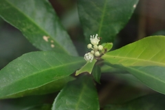 author not stated, no rights reserved Croton hancei, photograph author not stated, no rights reserved