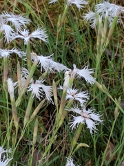 Dianthus arenarius