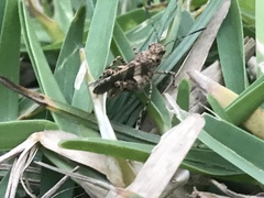 Oedipodinae