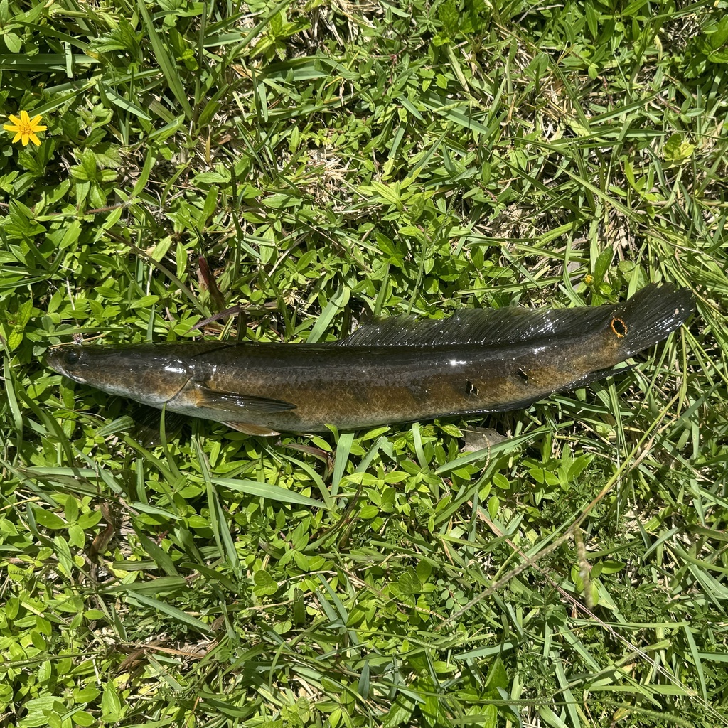 Goldline Bullseye Snakehead