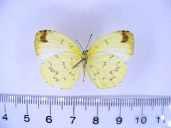 Eurema hapale