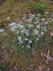 Dianthus arenarius