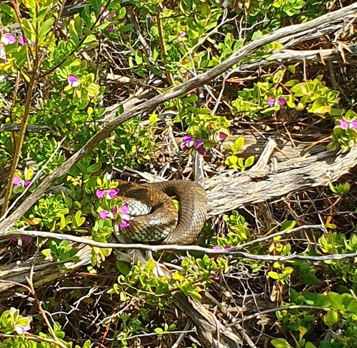 Tiger Snake sighting