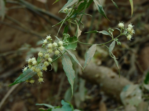 Baccharis quitensis observed 2024-09-09