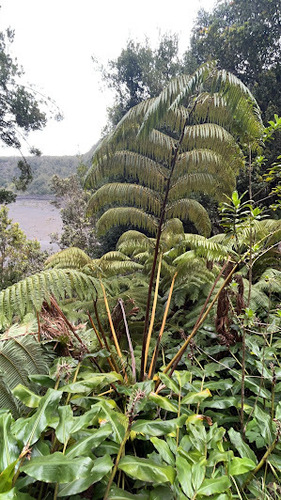 Cibotium glaucum