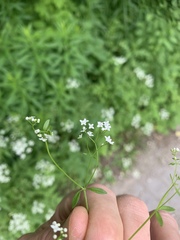 Galium obtusum