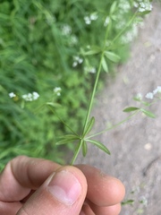 Galium obtusum