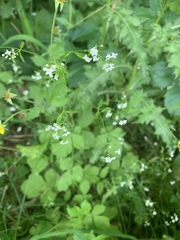 Galium obtusum