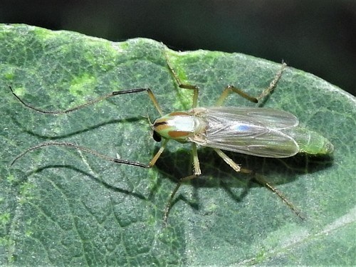 (Axarus)