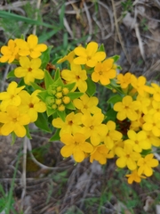 Lithospermum caroliniense