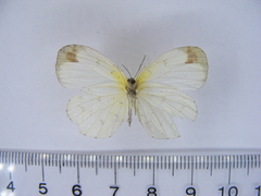 Eurema hapale