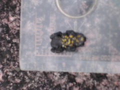 Oreophrynella quelchii