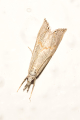 Haimbachia