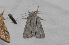Acronicta laetifica