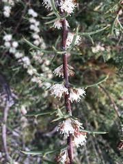 Hakea varia, photograph Ann Bentley, CC BY, iNaturalist via GBIF