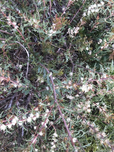 Hakea varia, photograph 6
