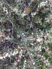 Hakea varia, photograph Ann Bentley, CC BY, iNaturalist via GBIF