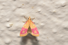 Cochylis rosaria