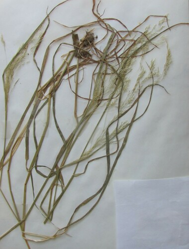 Agrostis capillaris iNat (3)