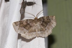 Metarranthis refractaria