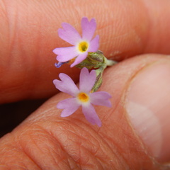 Primula incana