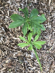 Pinellia pedatisecta