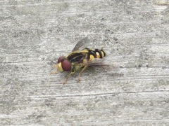 Parhelophilus flavifacies