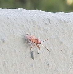 Pachygronthidae