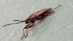 Pachygronthidae