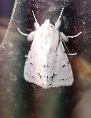 Acronicta vulpina