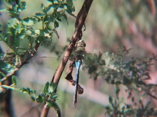 iNaturalist observation photo of Common Green Darner