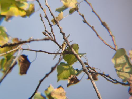 iNaturalist observation photo of Common Green Darner